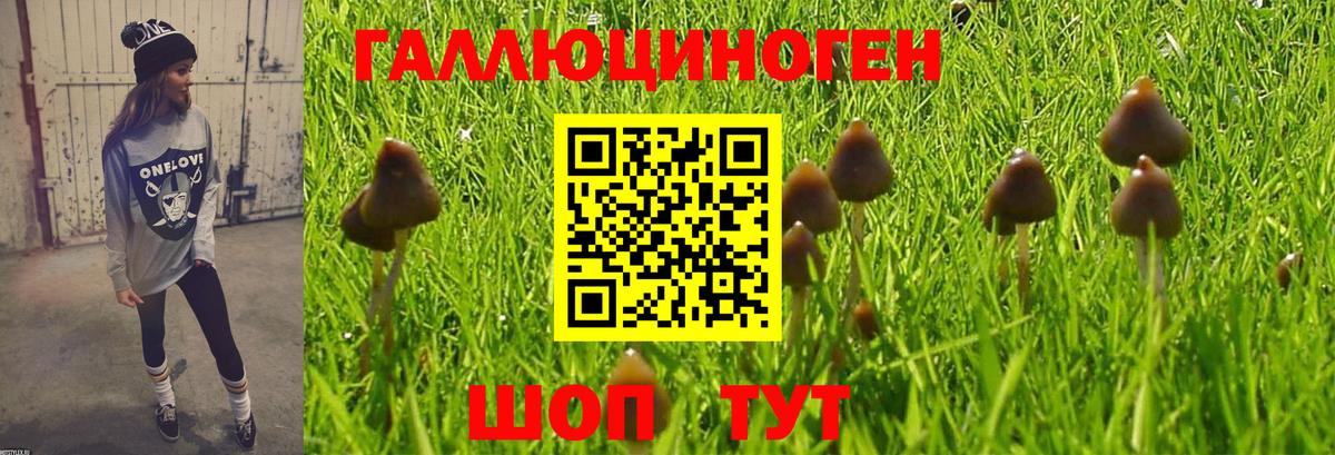 Псилоцибиновые грибы Psilocybe Тверь